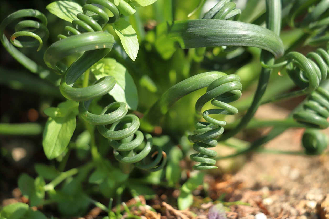 Aj mladá Albuca spiralis pôsobí ako malý botanický zázrak – jej špirálovité listy si okamžite získajú pozornosť. 