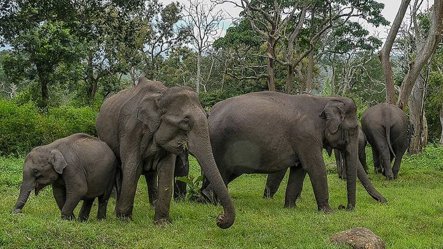 Słonie indyjskie przeżywają żałobę i grzebią swoich bliskich, fot. Mike Prince from Bangalore, India, CC BY 2.0, via Wikimedia Commons