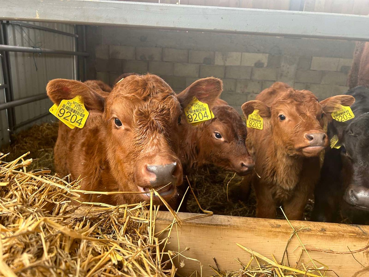 Gazdinstvo maksimović