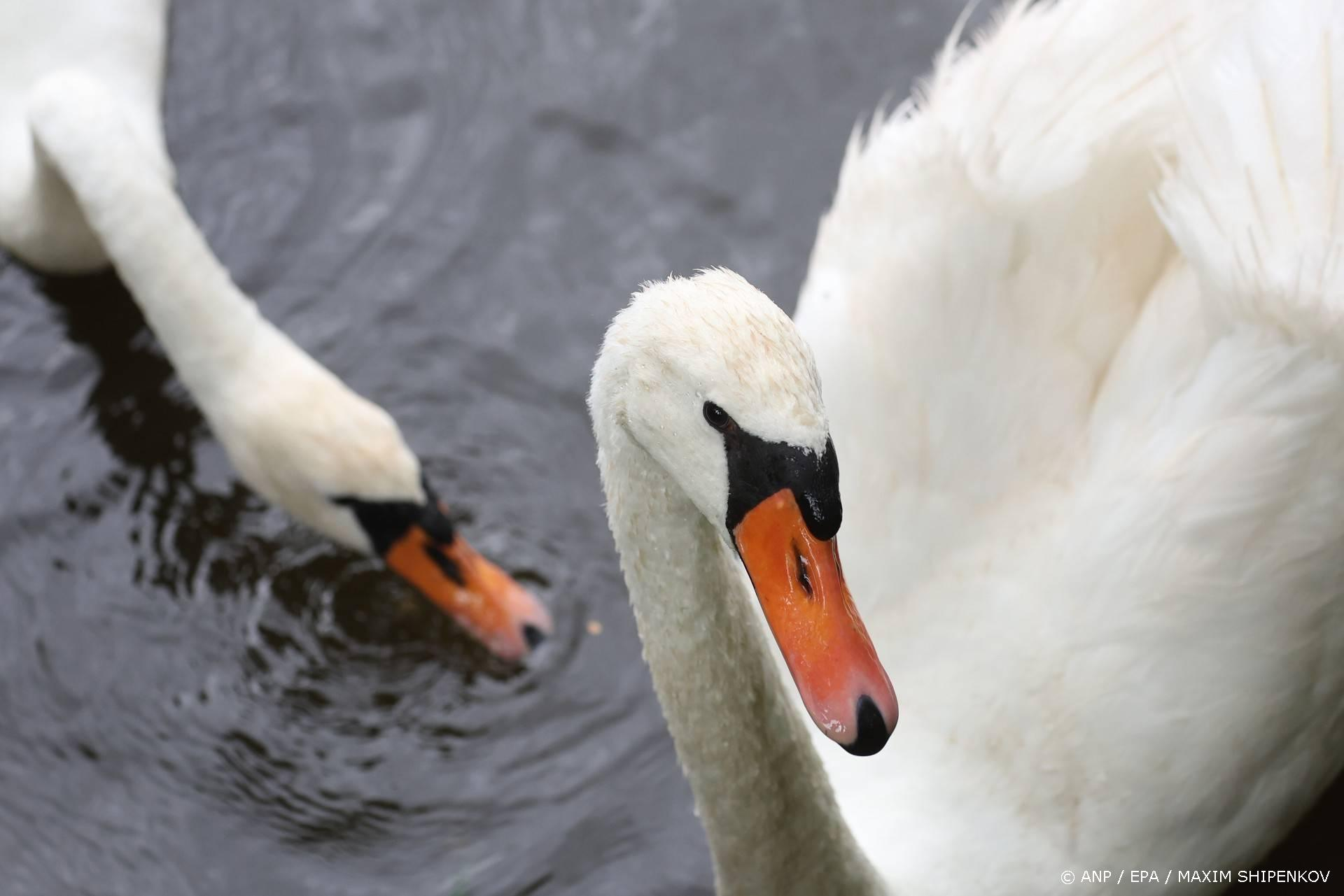 Drama bij Den Haag: 25 zwanen dood, het aantal kan verdubbelen