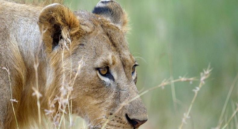 Human activity including trophy hunting accounted for the majority of lion deaths in Hwange National Park