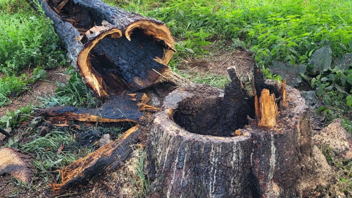 Vyhorený strom v Slovenskom raji.