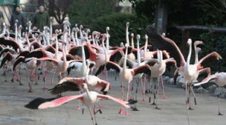 Futásnak eredtek a budapesti flamingók