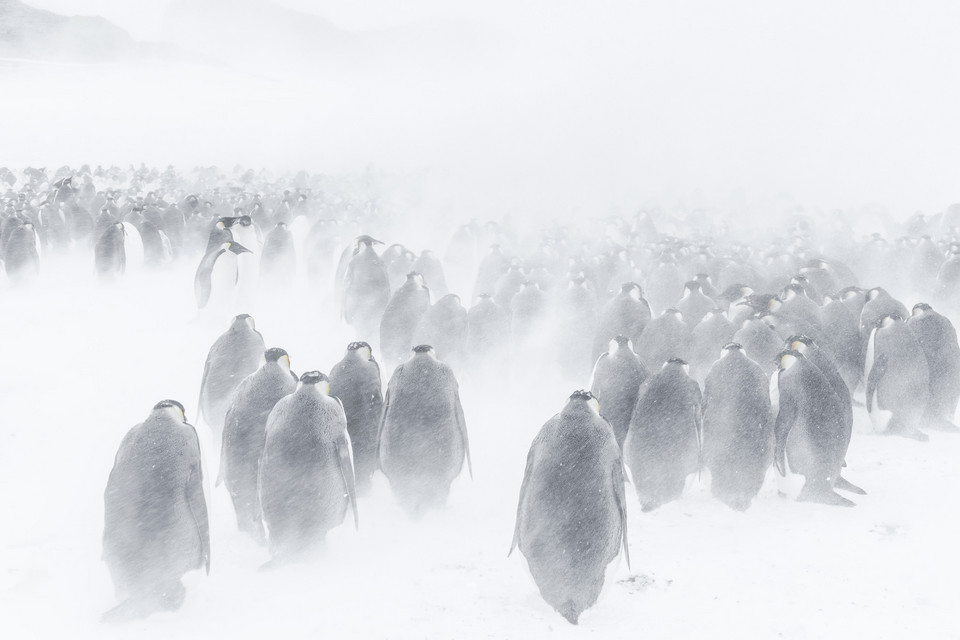 "Marsz pingwinów 2: Przygoda na krańcu świata": kadr z filmu