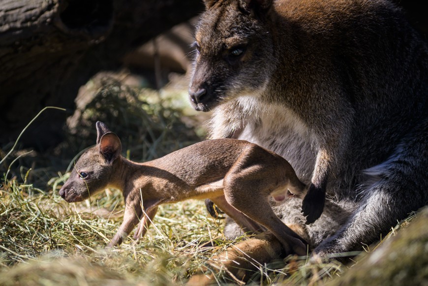 Młode rzadko opuszczają torbę mamy. Tam czują się najbezpieczniej
