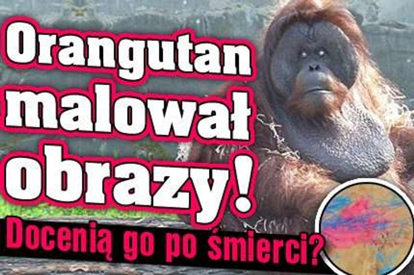 Orangutan malował obrazy! Docenią go po śmierci?