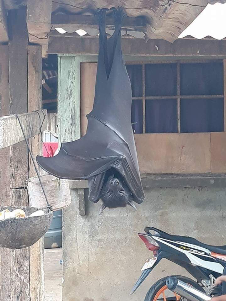 Išlo o obrovského netopiera?