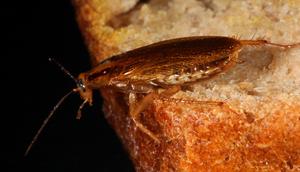 A German cockroach on a piece of bread.Schellhorn/ullstein bild via Getty Images