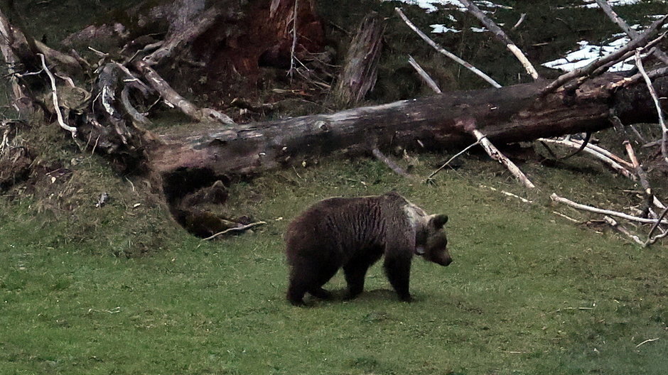 Niedźwiedzie w rejonie Kuźnic