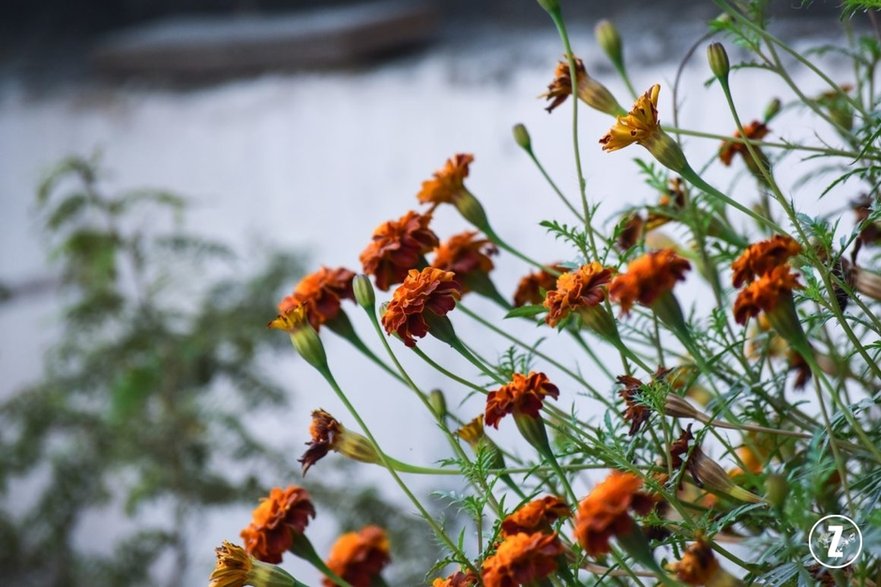 Aksamitki (Tagetes)