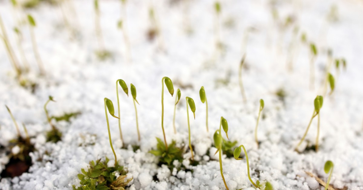Nem csak a hó, graupel is esik! – videó