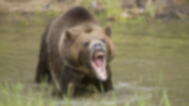 Alaska: 11-latek uratował rodzinę przed atakiem niedźwiedzia