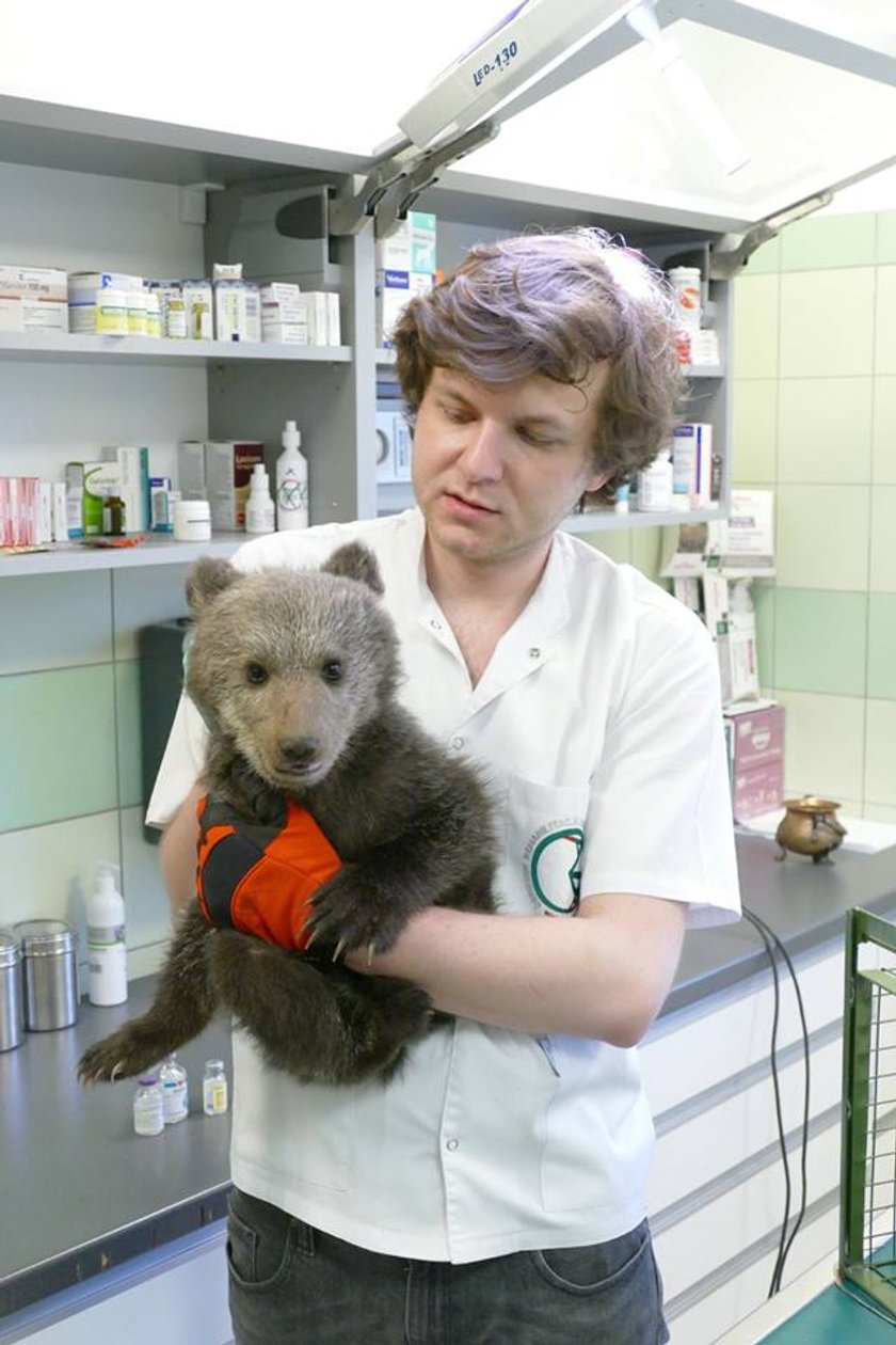 Niedźwiedzica Cisna zamieszkała w poznańskim Zoo