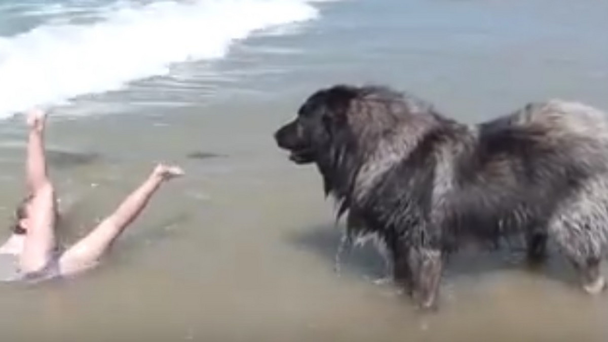 W sieci pojawiło się urocze nagranie dziewczynki i psa. Dziecko wesoło pluska się w morzu, a pies stoi obok. Nad wszystkim czuwa. W pewnym momencie stwierdził, że zabawa jest zbyt niebezpieczna i postanowił działać.