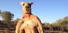 Nie żyje Roger. Najsłynniejszy kangur świata