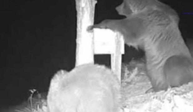 Medvedi kod Ivanjice