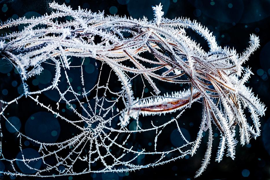 Hogyan kerül a pók díszként a karácsonyfára? Fotó: Getty Images