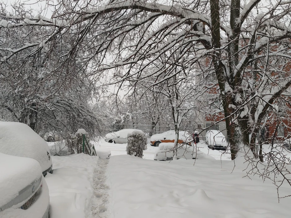 Košutnjak pod snegom