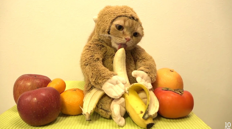 A majom jelmezbe öltöztetett banánevő cica meghódította az internetet