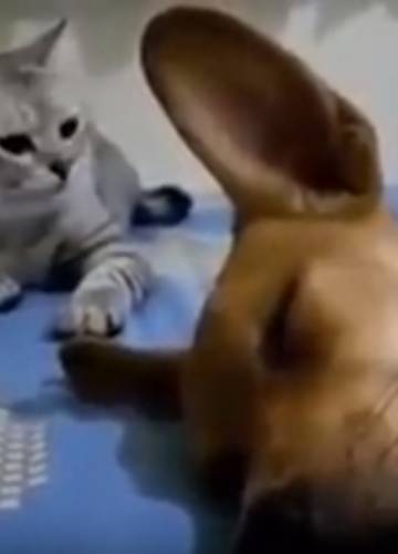Szenzációs, ahogyan a macska reagál az álmában pukizó kutyusra - VIDEÓ -  Noizz