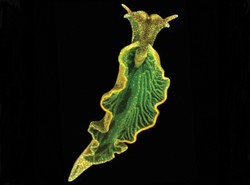 Ślimak, który chciałby być rośliną