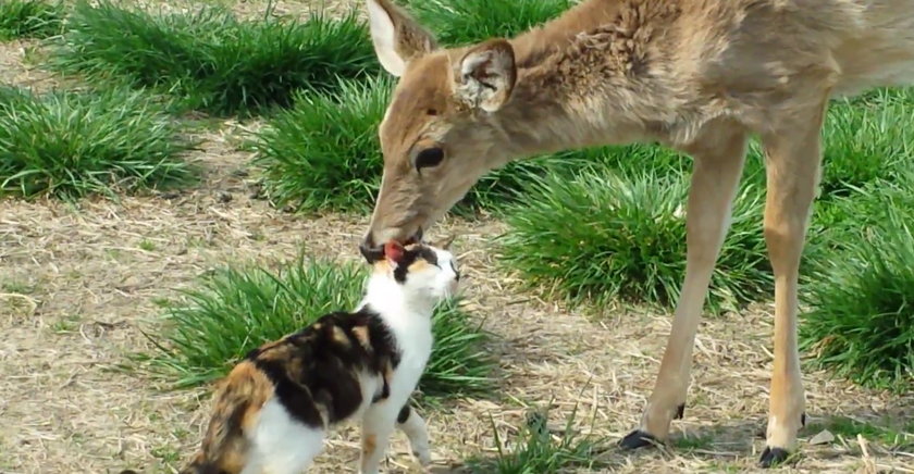 Miłość kota i jelenia