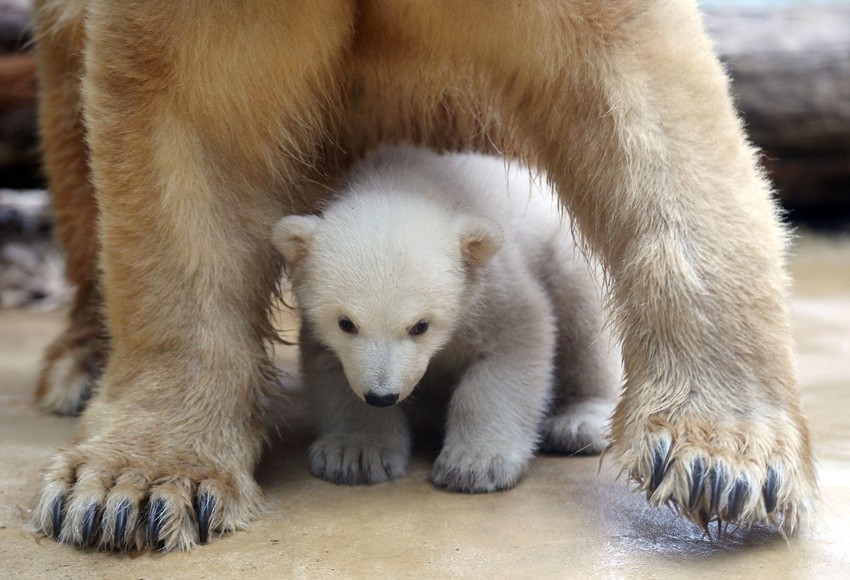 Polarni medvedi koriste miris svojih šapa kako bi komunicirali međusobno