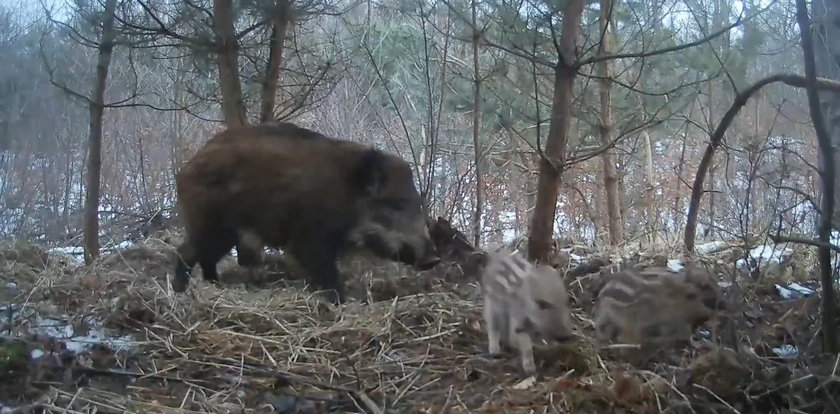 Locha z małymi przyłapana w barłogu. Ten widok wzrusza