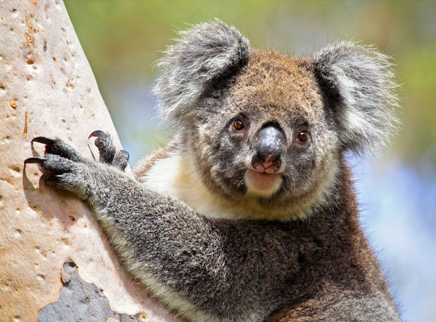 Misie koala mogą wyginąć w ciągu 30 lat