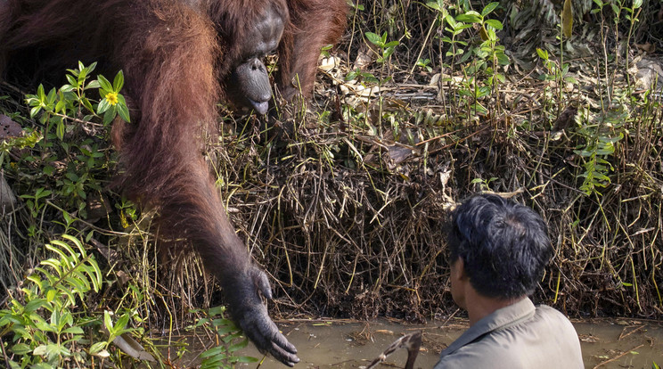 A borneói őserdőben nyújtotta a mancsát az orangután a vízben dolgozó természetvédőnek / Fotó: Northfoto