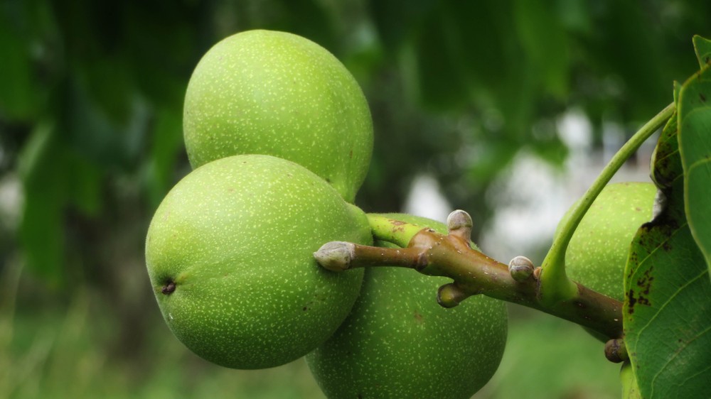 Fructul toamnei la care România domină Europa: miezul se vinde cu 60 de lei/kg, iar exporturile depășesc 34 milioane de euro