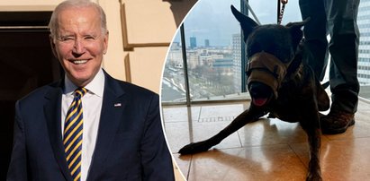 Joe Biden przybył do Polski ze specjalnym ochroniarzem. Dakota jest szalenie skuteczna i ma... polskie korzenie