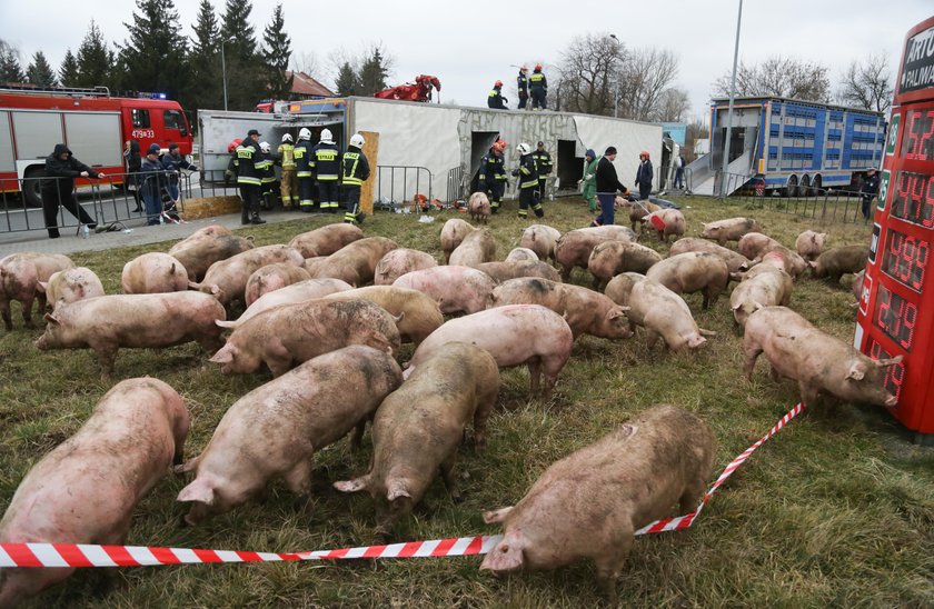 Wypadek. Przewrócił się tir ze świniami