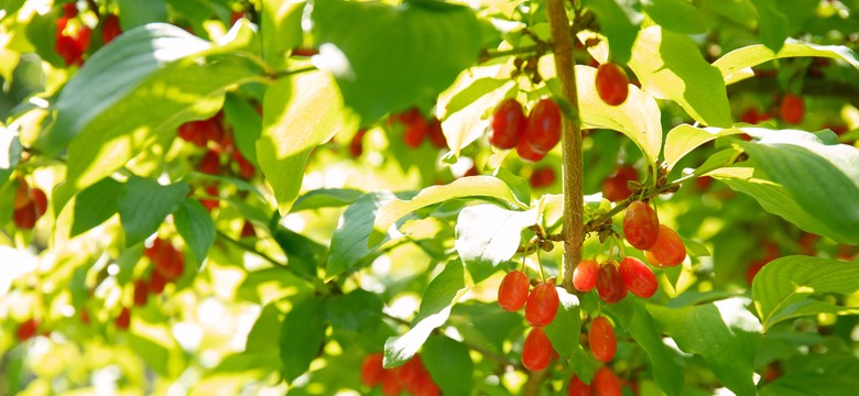 Wiele osób uważa, że jest trujący. To najzdrowszy owoc świata