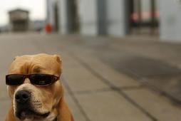 usa pies zwierzęta okulary san francisco