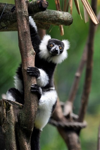 LEMUR