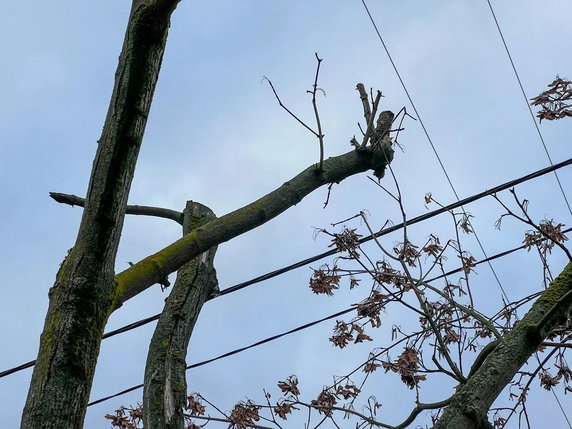 Łódź pozywa spółkę PGE za nieudolne przycięcie drzew