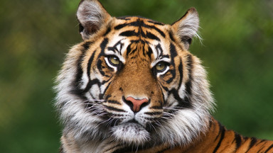 Policja zatrzymała legendarnego łowcę tygrysów bengalskich. Zabijał je od 20 lat