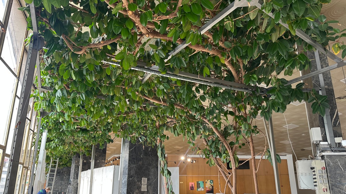 Džinovski fikus u Čačku