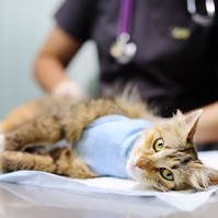 Sokan elrontják: ha ezeket a jeleket látja macskáján, időszerű az ivartalanítás!