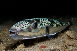 Złowiono najgroźniejszą rybę świata. "Trucizna silniejsza od cyjanku"