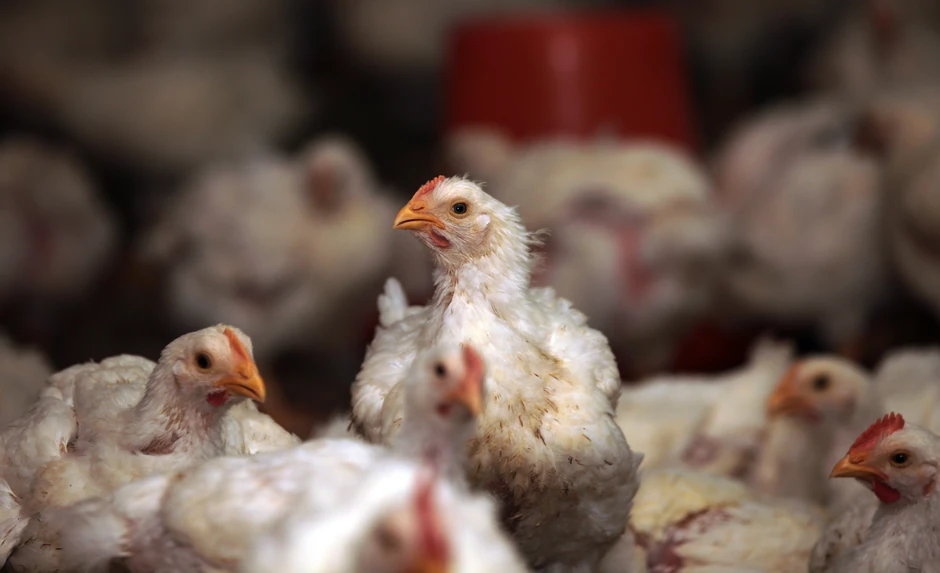 Farma pilića u Kini