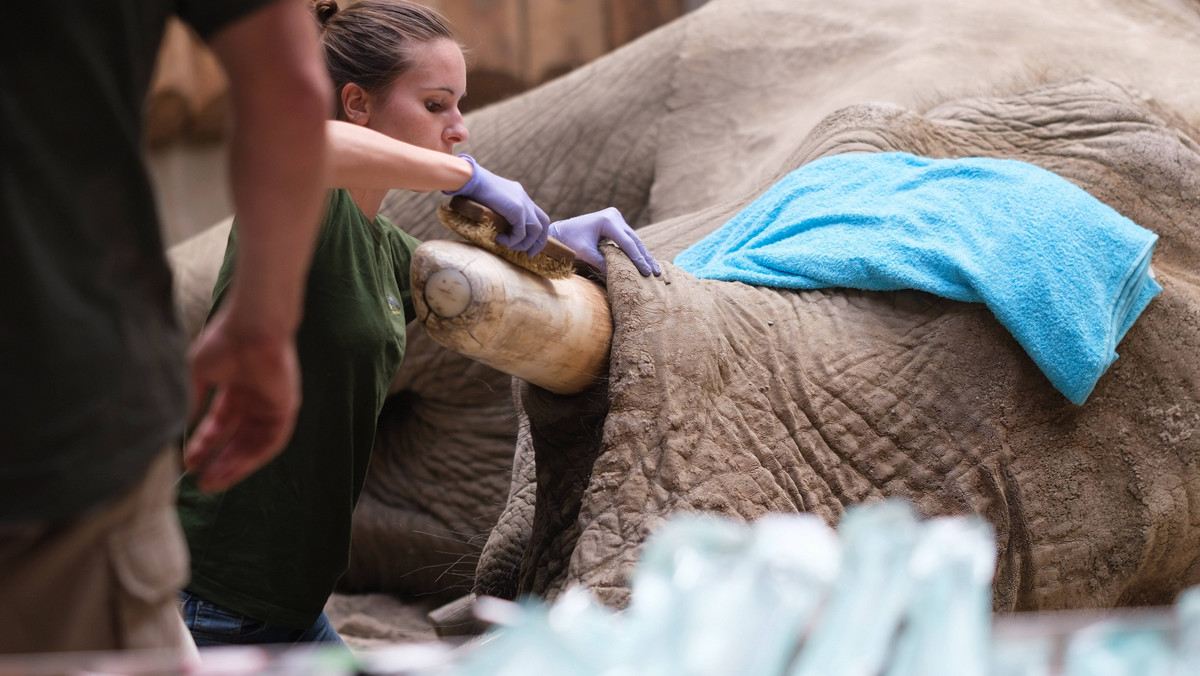Pięć godzin trwała przeprowadzona dziś w poznańskim zoo operacja słonia Ninio. Ogród zoologiczny podał, że zabieg przebiegł pomyślnie, ale słoń stracił drugi cios.