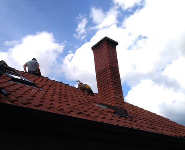 In October last year, the sick Vasilija landed on the roof of a house in Prijepolje.