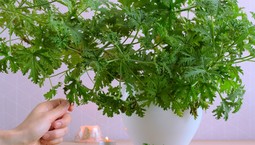 W PRL rosła w doniczce na każdym parapecie. Jest niezwykła, leczy i pięknie pachnie