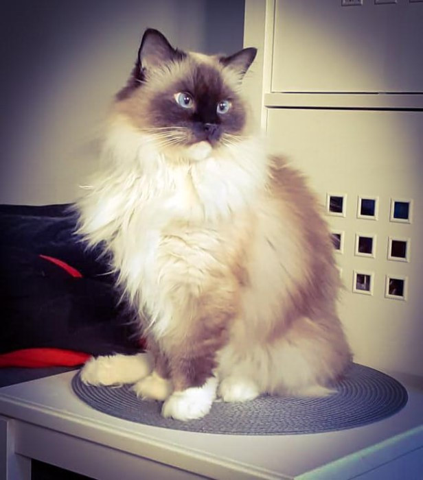 — Kukiełkę mam od piątego tygodnia życia. Obecnie kotka ma 12 lat — mówi Małgorzata Nedoma. 
