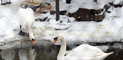 Mieszkańcy miasta przekarmili łabędzia. Ptak nie żyje