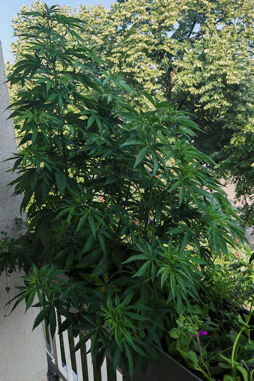 IMG-eb8cd61a15cc0a8665c558b57db3ba4d-V