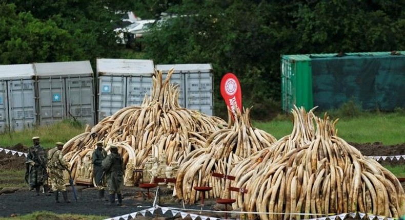 Kenya Wildlife Service (KWS) rangers stand guard near stacks of elephant tusks, part of an estimated 105 tonnes of confiscated ivory from smugglers and poachers to be burnt at the Nairobi National Park near Nairobi, Kenya, April 30, 2016. REUTERS/Thomas Mukoya