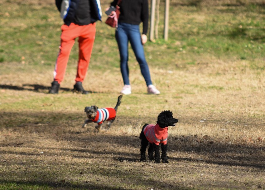 Najznačajniji doprinos tome da na starogradskim ulicama više nema psećeg izmeta treba da daju  vlasnici kućnih ljubimaca